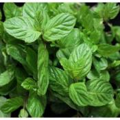 Plant Menthe Chocolat Bio