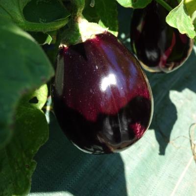 Plant d'aubergine violette Meronda bio (Precommande)
