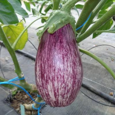 Plant d'aubergine striée Zebrina bio (Precommande)