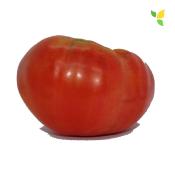 Plant Tomate Ancienne Beefsteak bio (Precommande)