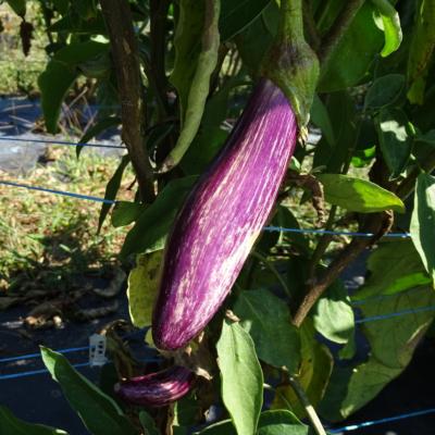 Plant d'aubergine striée Tsakoniki bio (Precommande)