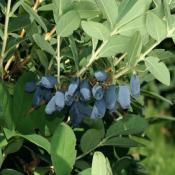 Plante Baie de Mai (Honeyberry) Bio (Precommande)
