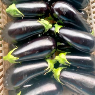 Plants Maraicher Pro Greffées Disponible au Jardiniers
