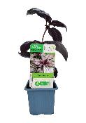 Plant Basilic Pourpre Bio (Precommande)