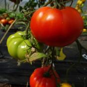 Plant Tomate Ancienne Marmande bio (Precommande)