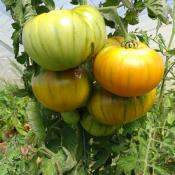 Plant Tomate Ancienne Green Zebra bio (Precommande)