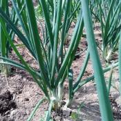 Plant Oignon blanc Bio - Barquette de 10 mottes | Magasin Pro