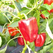 Plant poivron Yolo Wonder rouge carr bio (Precommande]