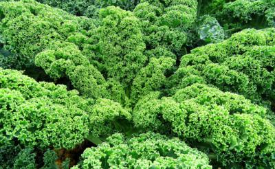 Plant Chou Kale vert Bio - Vendu à unité (Precommande]