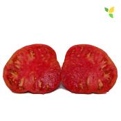 Plant Tomate Ancienne Grosse Russe bio (Precommande)