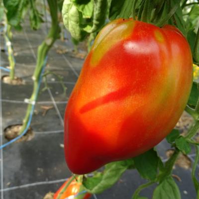 Plant Tomate Greffée Cornue Andine bio