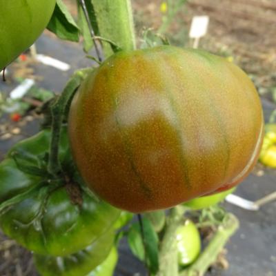 Plant Tomate Kakao F1 Greffée | Maraicher bio
