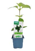 Plant Basilic Thai Bio (Precommande)