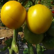 Plant Tomate Ancienne Golden Jubilee bio (Precommande)