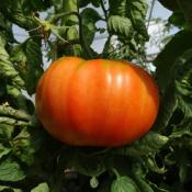 Plant Tomate Ancienne Beefsteak bio (Precommande)
