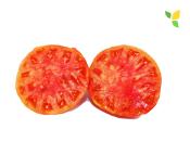 Plant Tomate CDB Orange Maraicher bio