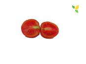 Plant Tomate  Monda Montfavet Maraicher bio