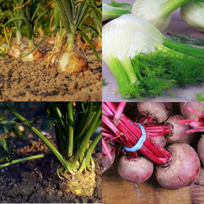 Plants Oignons, Fenouil Bulb, Cleri, Betterave Bio